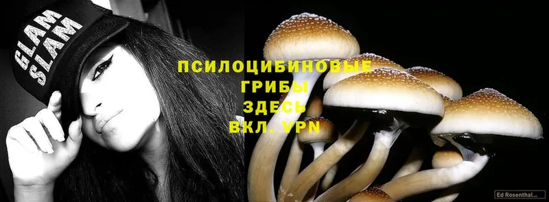 blacksprut зеркало  Москва  Галлюциногенные грибы MAGIC MUSHROOMS 